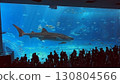 Whale sharks swimming in a large aquarium 130804566