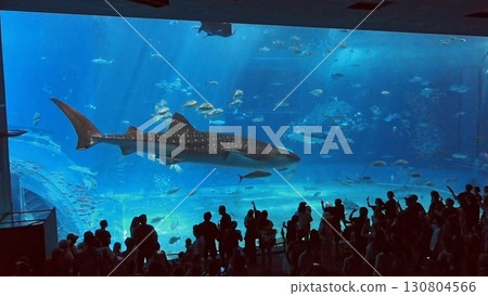 Whale sharks swimming in a large aquarium 130804566