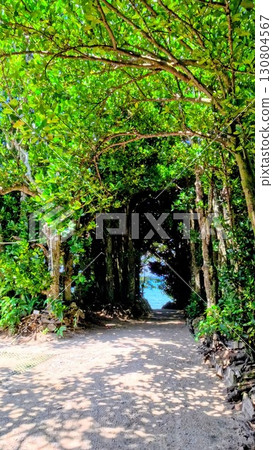 Ocean blue seen from the rows of camphor trees Ocean blue seen from the rows of camphor trees 130804567
