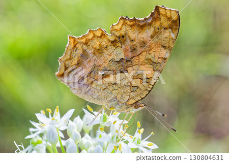 夏季型Kitatabha 130804631