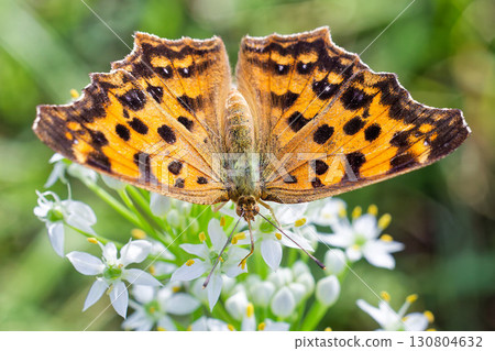 北方蝴蝶的翅膀表面 130804632