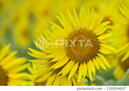 Speaking of summer sunflower Speaking of summer sunflower 130804697