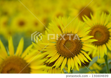 說到夏天的向日葵 說到夏天的向日葵 130804699