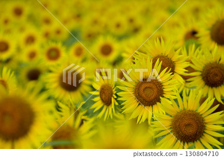 Speaking of summer sunflower Speaking of summer sunflower 130804710