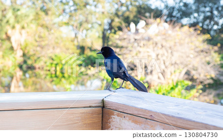 A Northern Long-tailed Black-and-White Gulch perched on the railing of a bridge A Northern Long-tailed Black-and-White Gulch perched on the railing of a bridge 130804730