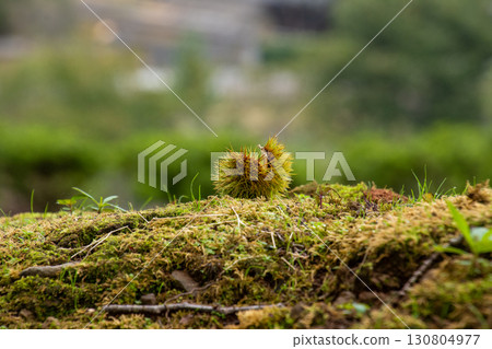 薩基板栗 薩基板栗 130804977