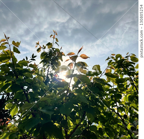 Sunlight peeking through the leaves Sunlight peeking through the leaves 130805254