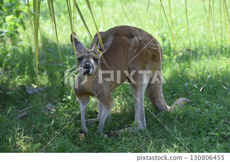 一隻紅袋鼠盯著你 一隻紅袋鼠盯著你 130806455