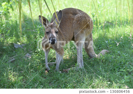 一隻紅袋鼠盯著你 一隻紅袋鼠盯著你 130806456