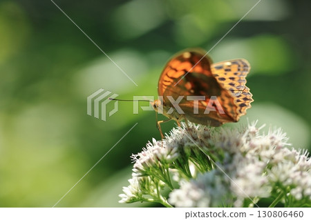 Large-breasted Silverfly ④ 130806460