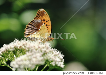 Large-striped Butterfly⑤ 130806461