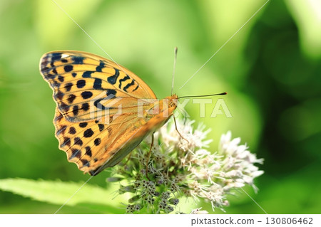 Large-breasted Silverfly ⑥ 130806462