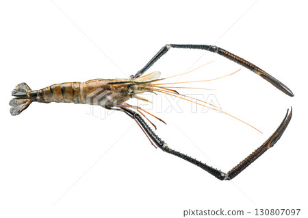 Fresh raw rosenbergii shrimp prawn, perfect for gourmet dishes and seafood lovers seeking premium quality. isolated on white background. top view Fresh raw rosenbergii shrimp prawn, perfect for gourmet dishes and seafood lovers seeking premium quality. isolated on white background. top view 130807097