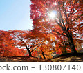 Oka Castle ruins: Bright red autumn leaves on large trees (Taketa City, Oita Prefecture) 130807140