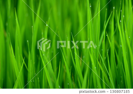 Rice shining with morning dew Rice shining with morning dew 130807185