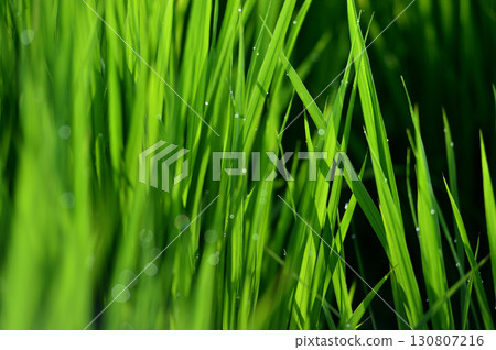 Rice shining with morning dew Rice shining with morning dew 130807216