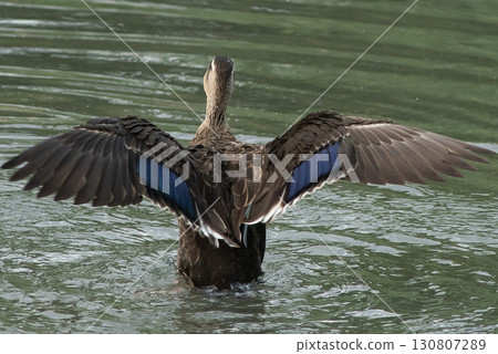 拍打cargamo 130807289