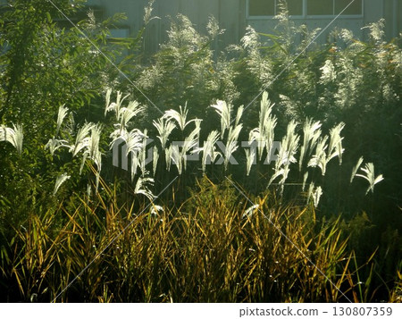 Shin Suzuki閃耀著背光 130807359