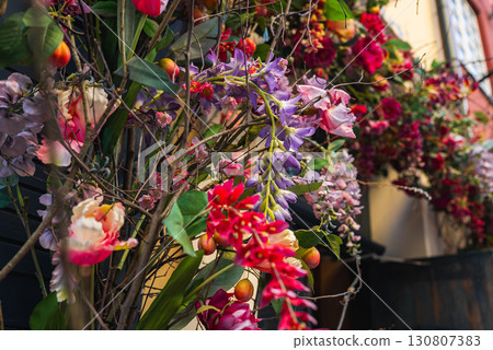 A vibrant arrangement of purple wisteria, red roses, pink blossoms, and green foliage with small orange fruits against warm toned building walls in Riga's old town. A vibrant arrangement of purple wisteria, red roses, pink blossoms, and green foliage with small orange fruits against warm toned building walls in Riga's old town. 130807383