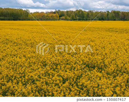 A vibrant yellow rapeseed field stretches across the foreground, bordered by green and autumn hued trees under a partly cloudy sky with light patches. 130807417