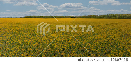 A large field of yellow rapeseed flowers stretches to the horizon under a partly cloudy sky. Green trees and faint power lines are visible in the distance. 130807418