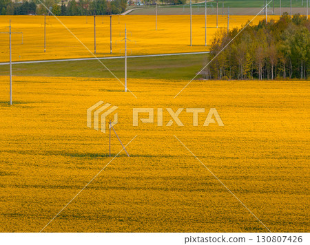 A large field of yellow rapeseed flowers with power lines crossing through, a cluster of trees on the right, and distant greenery and buildings visible. A large field of yellow rapeseed flowers with power lines crossing through, a cluster of trees on the right, and distant greenery and buildings visible. 130807426
