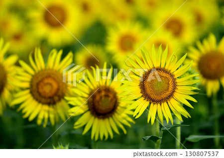 Speaking of summer sunflower Speaking of summer sunflower 130807537