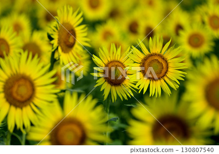 說到夏天的向日葵 說到夏天的向日葵 130807540