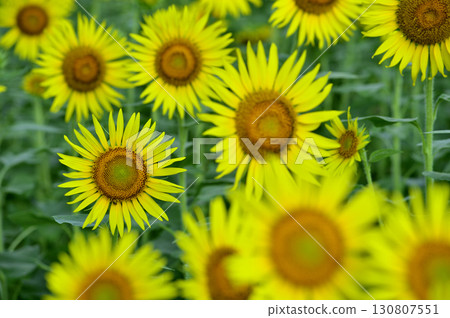 Speaking of summer sunflower 130807551