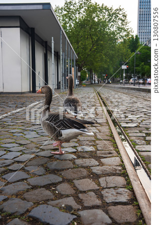 Two geese stand on a cobblestone street with tram tracks, surrounded by a modern building, tree lined street, and urban park in Frankfurt, Germany. Two geese stand on a cobblestone street with tram tracks, surrounded by a modern building, tree lined street, and urban park in Frankfurt, Germany. 130807556