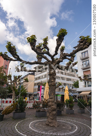 A unique tree with a gnarled trunk stands in a cobblestone plaza in Frankfurt, Germany, surrounded by modern buildings, potted plants, and umbrellas. A unique tree with a gnarled trunk stands in a cobblestone plaza in Frankfurt, Germany, surrounded by modern buildings, potted plants, and umbrellas. 130807580