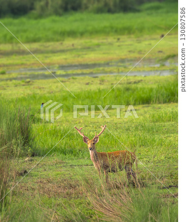 wild male Barasingha or Rucervus duvaucelii or Swamp deer elusive vulnerable animal species in natural scenic grassland background kanha national park forest tiger reserve madhya pradesh india asia wild male Barasingha or Rucervus duvaucelii or Swamp deer elusive vulnerable animal species in natural scenic grassland background kanha national park forest tiger reserve madhya pradesh india asia 130807586