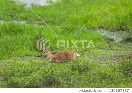 wild female Barasingha or Rucervus duvaucelii or Swamp deer elusive vulnerable animal species running in natural scenic grassland at kanha national park forest tiger reserve madhya pradesh india asia 130807587