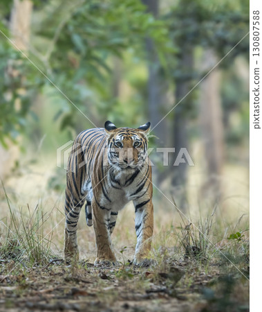 wild female bengal tiger or panthera tigris on prowl in morning safari territory marking in natural scenic winter background bandhavgarh national park forest tiger reserve madhya pradesh india asia 130807588
