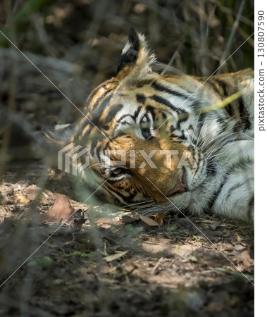 wild female bengal tiger or panthera tigris headshot lying on ground with eye contact in winter season sunlight coming on face in safari bandhavgarh national park forest reserve madhya pradesh india wild female bengal tiger or panthera tigris headshot lying on ground with eye contact in winter season sunlight coming on face in safari bandhavgarh national park forest reserve madhya pradesh india 130807590