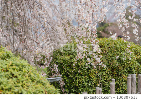 丸山公園櫻花 丸山公園櫻花 130807615