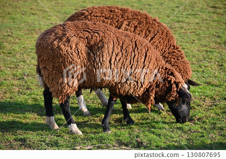 Sheep grazing in the field. Concept for animals and agriculture. Sheep grazing in the field. Concept for animals and agriculture. 130807695