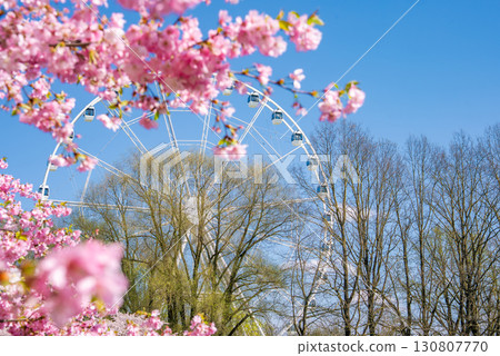 Pink sakura blossoms fill the foreground under a clear blue sky, with a ferris wheel partially visible through blooming trees in Victory Park, Riga. 130807770