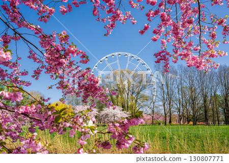 Pink sakura trees bloom in Victory Park, Riga, framing a large white Ferris wheel. A bright blue sky and green grass enhance the vibrant scene. Pink sakura trees bloom in Victory Park, Riga, framing a large white Ferris wheel. A bright blue sky and green grass enhance the vibrant scene. 130807771