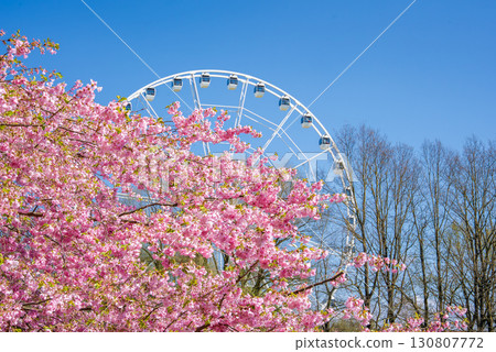 Pink sakura trees in full bloom dominate the foreground in Victory Park, Riga, with a white Ferris wheel visible against a clear blue sky. 130807772