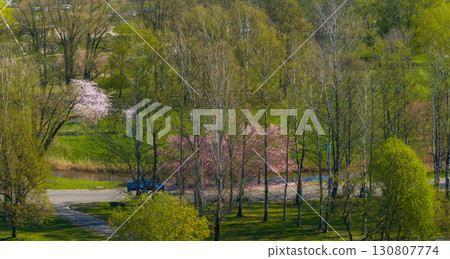Aerial view of Riga Victory Park in Latvia, showcasing blooming sakura trees, lush greenery, a pathway, a parked car, and a ferris wheel in the background. 130807774