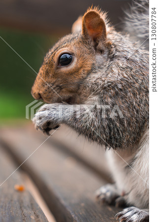 A gray squirrel sits on a wooden surface, holding its paws close to its chest. The blurred green background suggests an outdoor park setting. A gray squirrel sits on a wooden surface, holding its paws close to its chest. The blurred green background suggests an outdoor park setting. 130807784