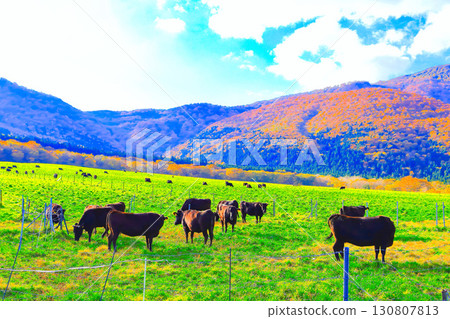 A peaceful herd of grazing cows and vibrant autumn foliage at the foot of the mountain 130807813