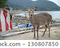 宮島棲息著鹿 130807850