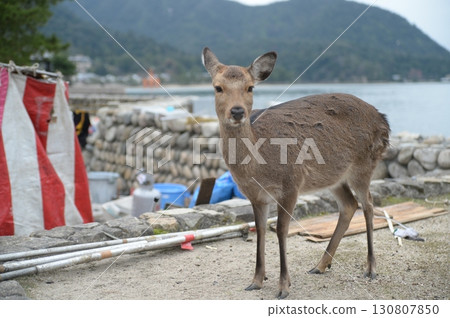 宮島棲息著鹿 130807850