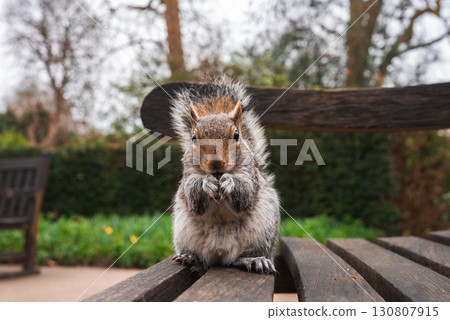 A squirrel sits on a wooden bench in a London park, holding food with its paws. The background shows blurred greenery, daffodils, and bare trees. 130807915