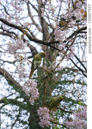 Two green parakeets sit on branches with pink blossoms, surrounded by tree trunks and foliage, showcasing exotic wildlife in a London park setting. Two green parakeets sit on branches with pink blossoms, surrounded by tree trunks and foliage, showcasing exotic wildlife in a London park setting. 130807937
