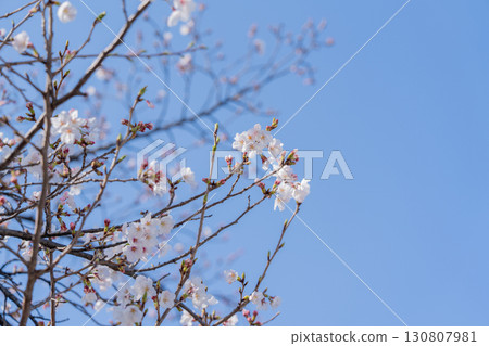 京都祗園辰巳橋的櫻花 京都祗園辰巳橋的櫻花 130807981