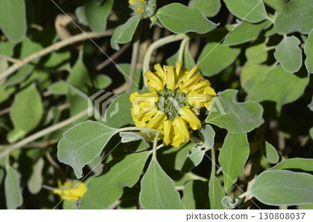 Jerusalem sage Jerusalem sage 130808037