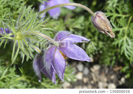 Pasque flower 130808038